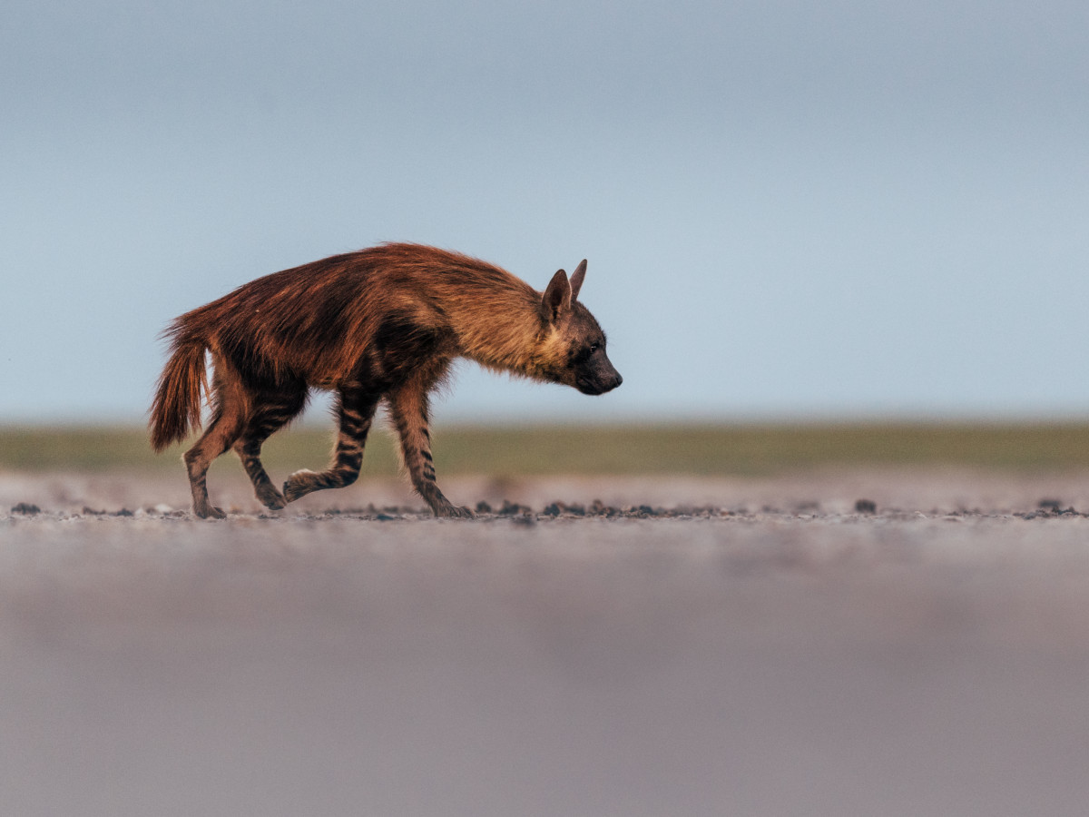 Brown Hyena in Botswana - Undiscovered.nl