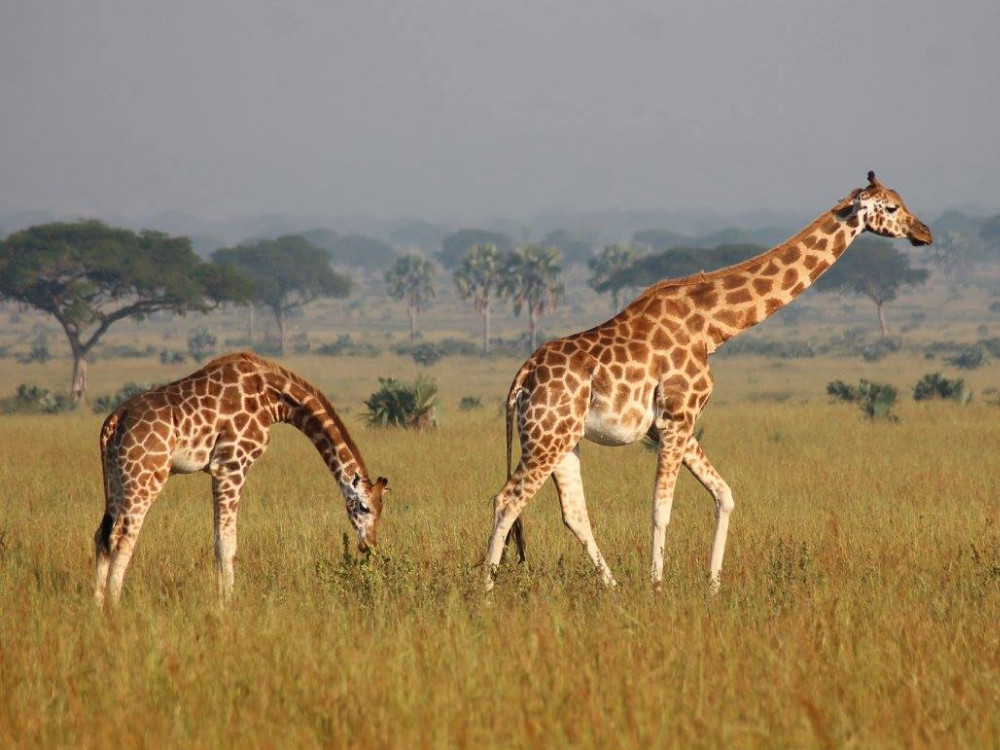 Giraffes - Undiscovered.nl