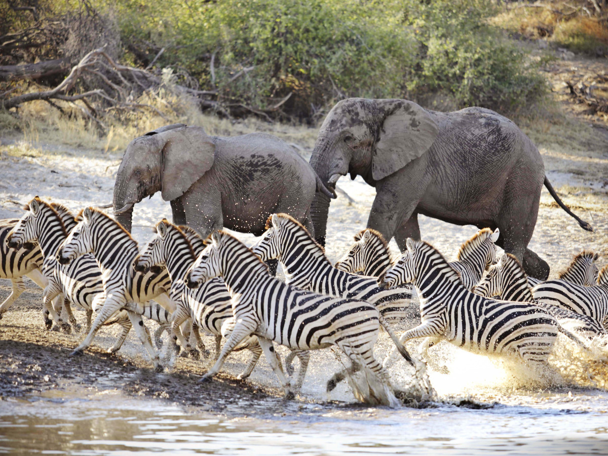 Zebra's en olifanten in water Botswana - Undiscovered.nl