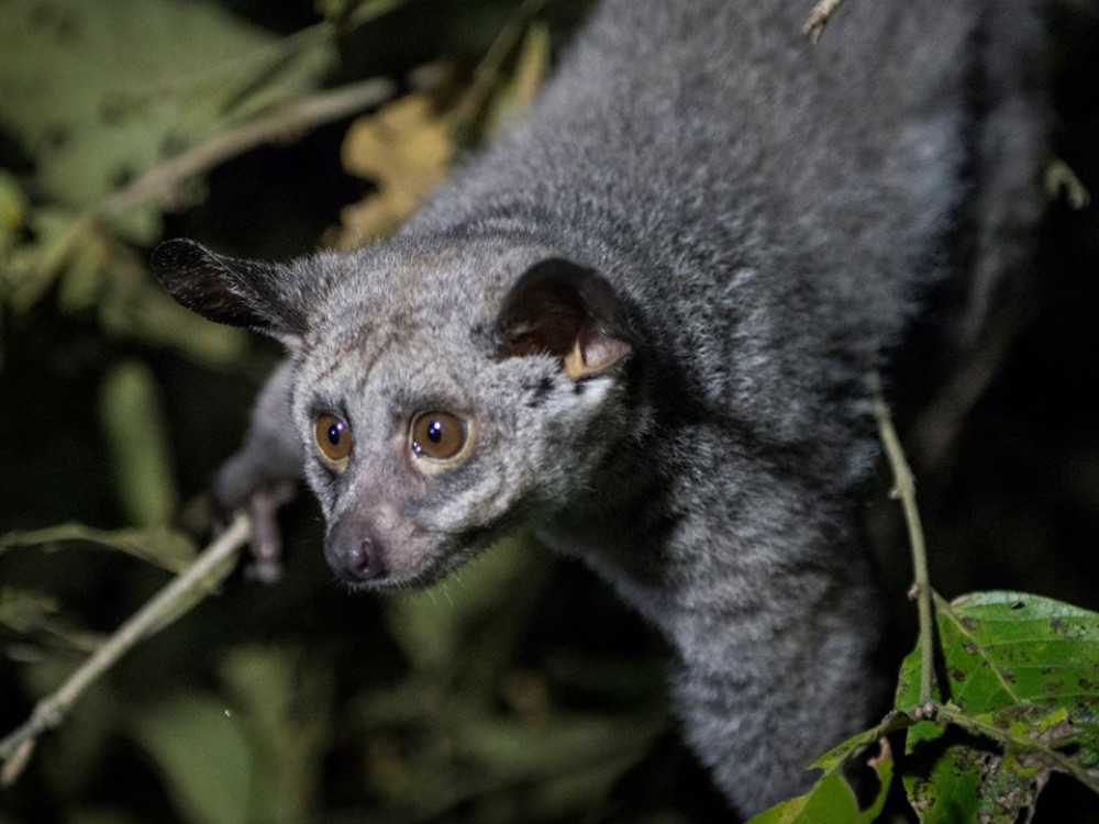Thick Tailed Galago - Undiscovered.nl