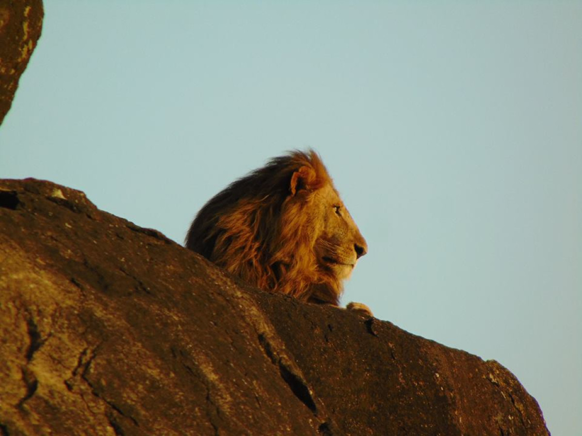Leeuw in Kidepo Valley National Park, Oeganda - Undiscovered.nl