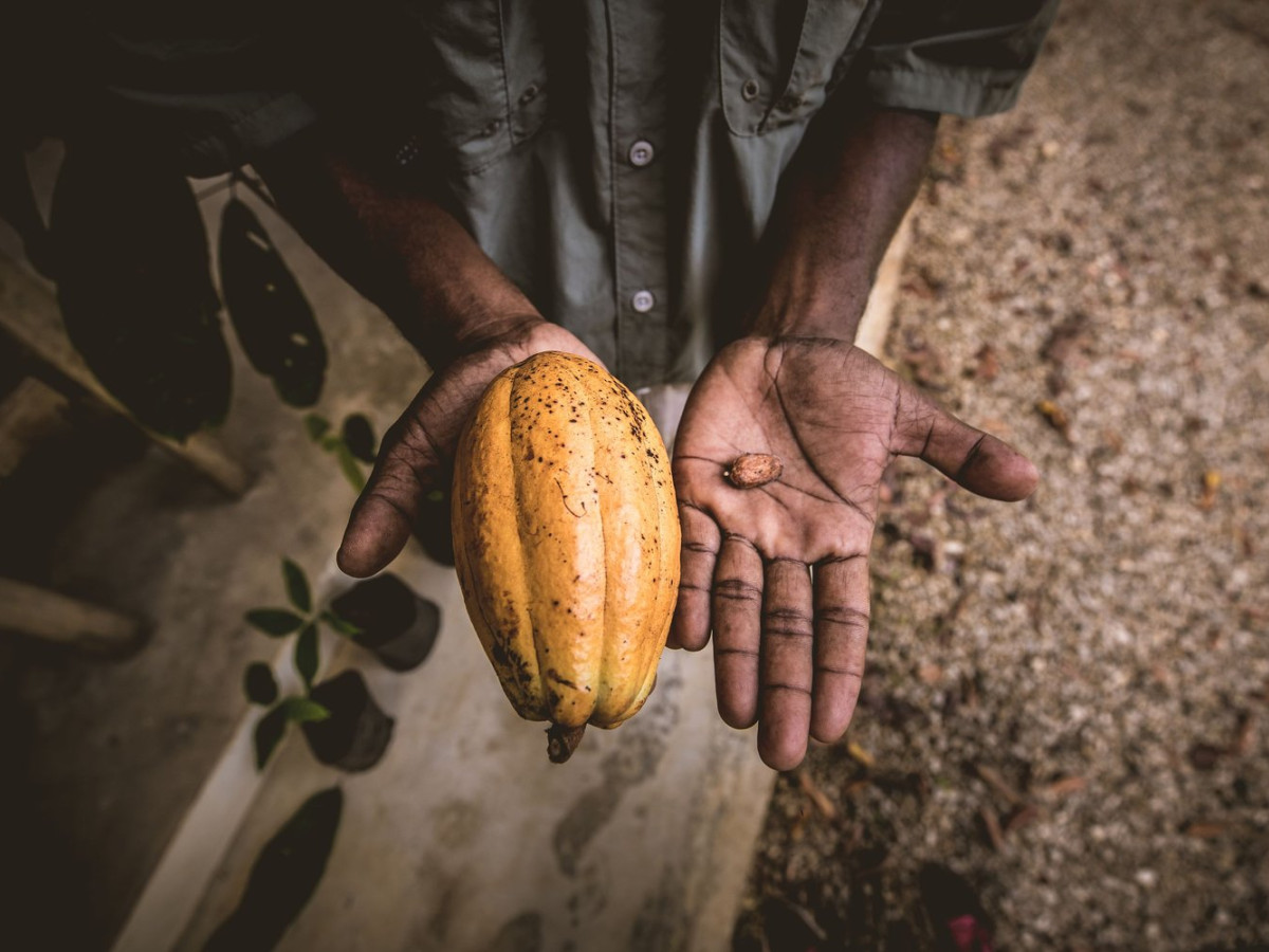 Cacao, Toledo District - Undiscovered.nl