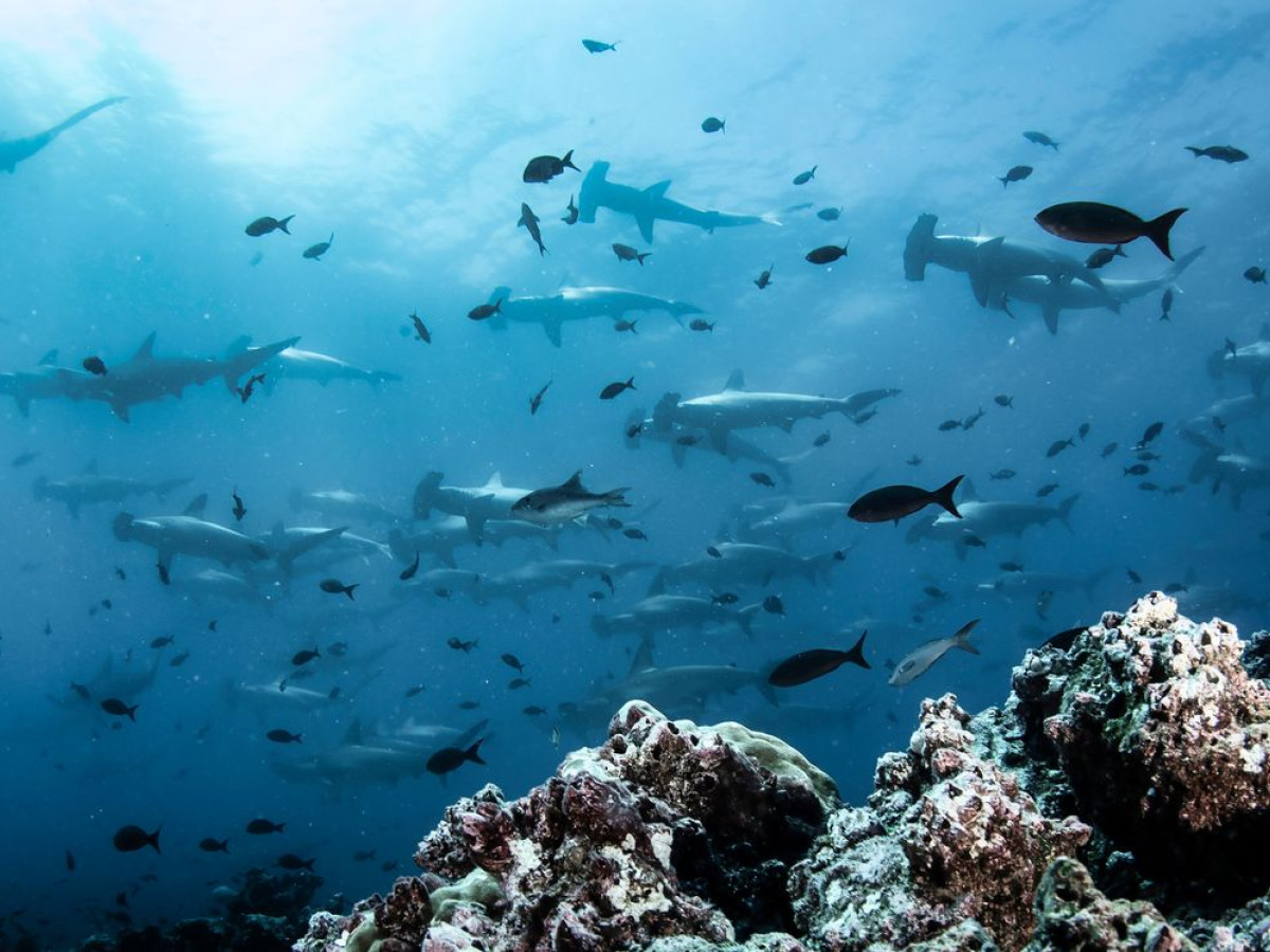 Hamerhaaien, Macroleven, Filipijnen - Undiscovered.nl