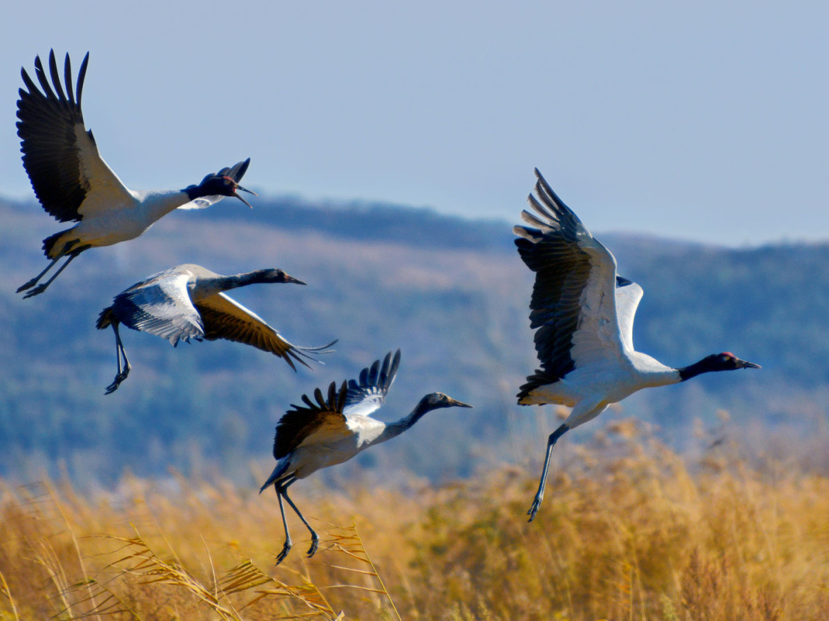 Vogels in de Gangtey Vallei, Bhutan - Undiscovered.nl