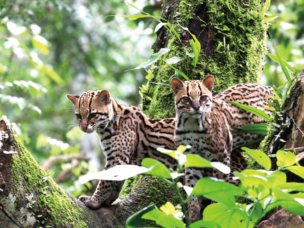 Colocolokat, Ecuador - Undiscovered.nl