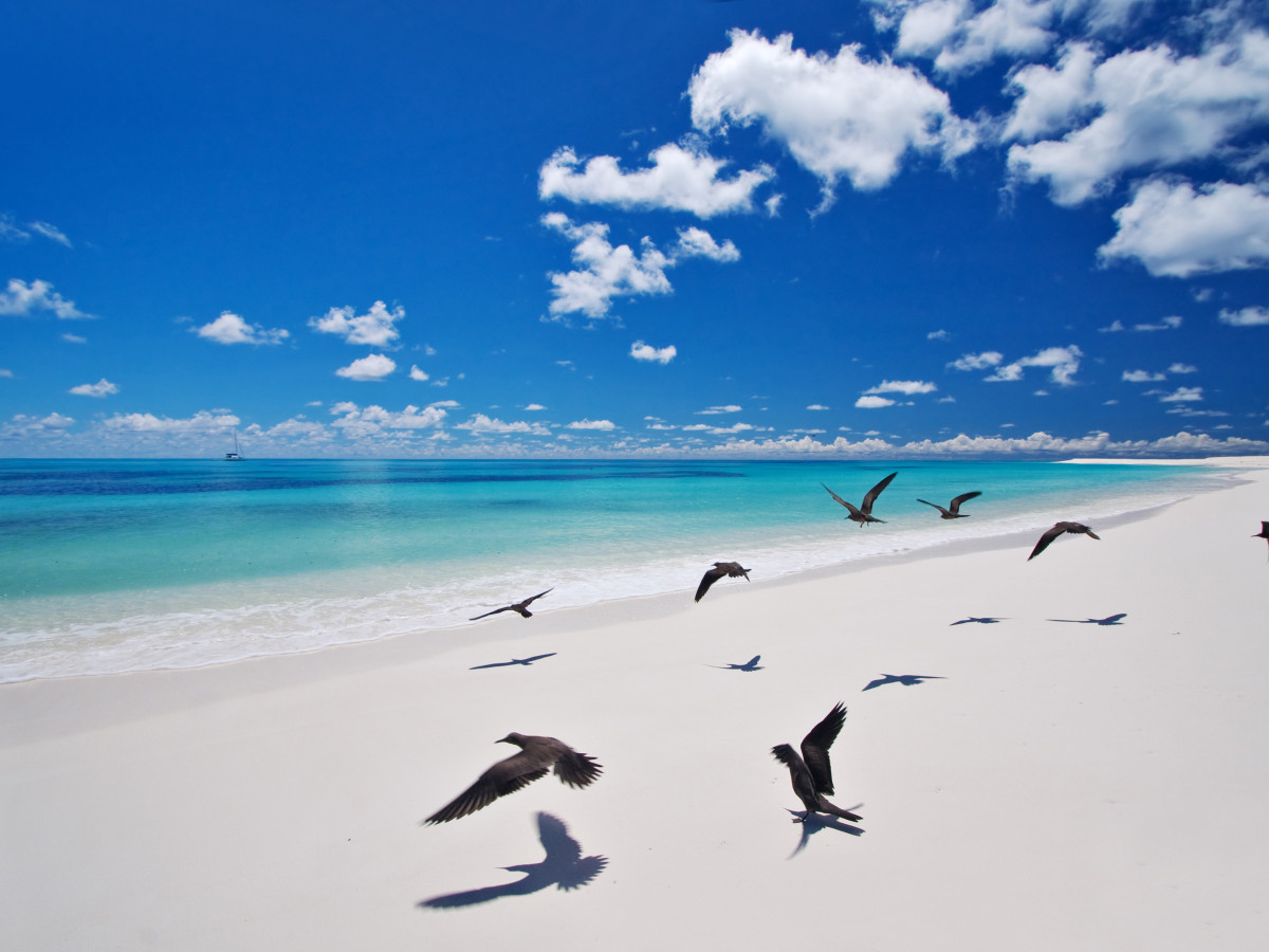 Bird Island Seychellen - Undiscovered.nl