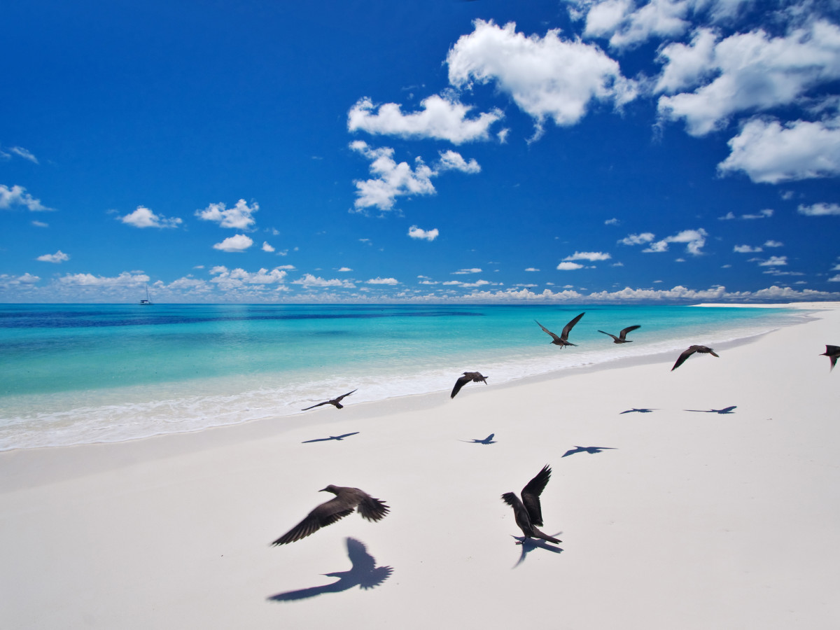 Bird Island Seychellen - Undiscovered.nl