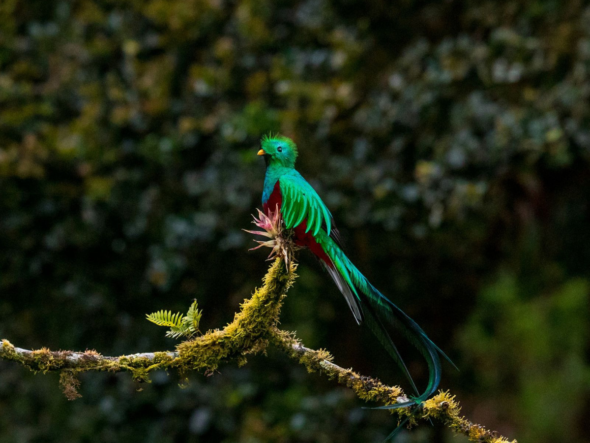 Quetzal vogel in Guatemala - Undiscovered.nl
