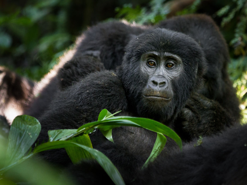 Gorilla Lake Mutanda, Oeganda - Undiscovered.nl