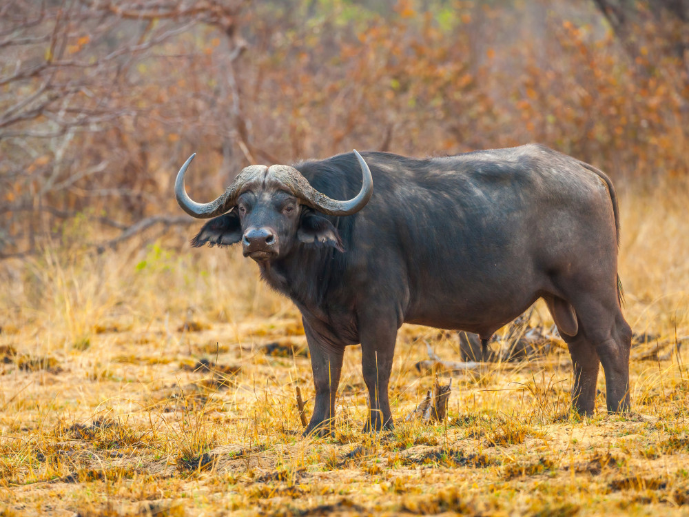Buffels in Bwabwata, Namibië - Undiscovered.nl