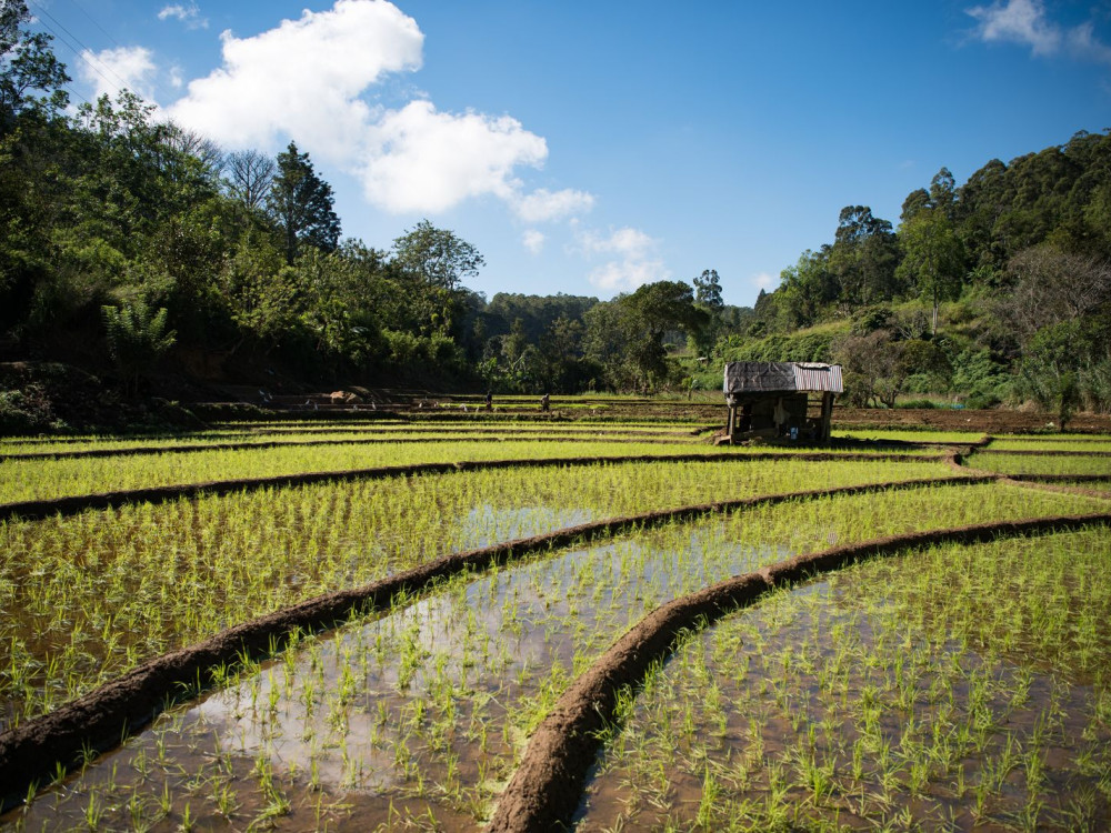 Digana in Sri Lanka - Undiscovered.nl