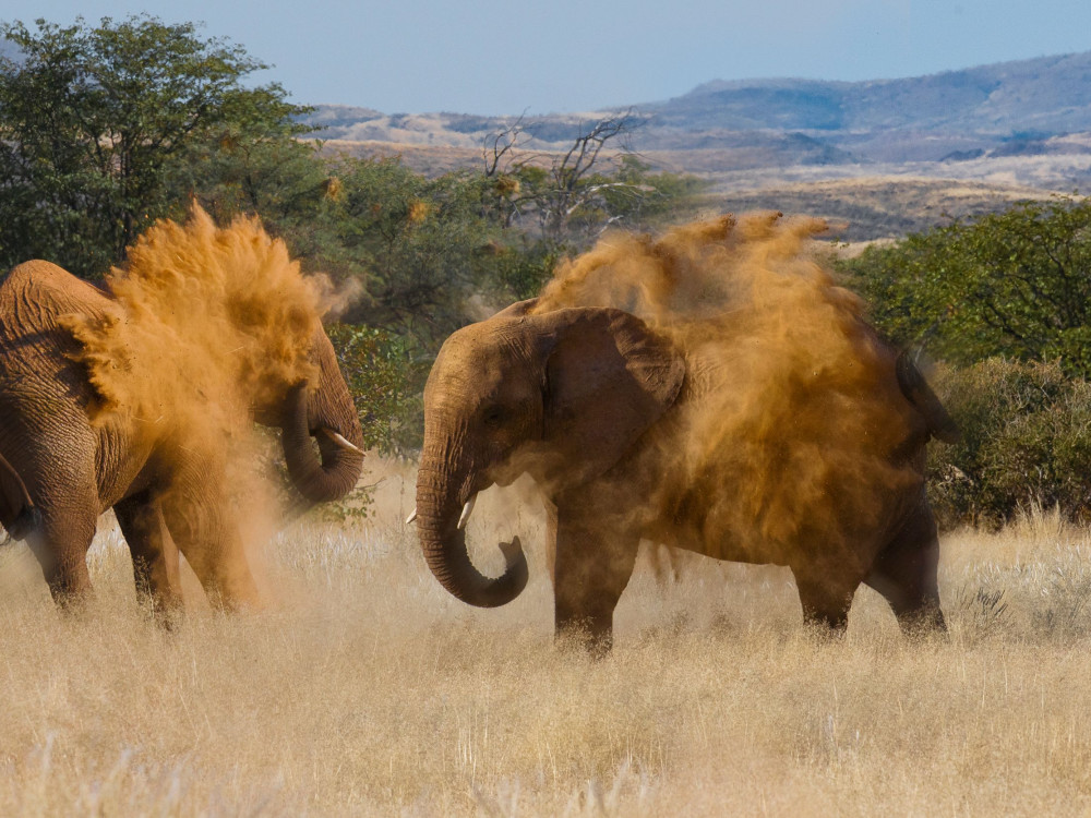 Olifanten in Damaraland, Namibië - Undiscovered.nl