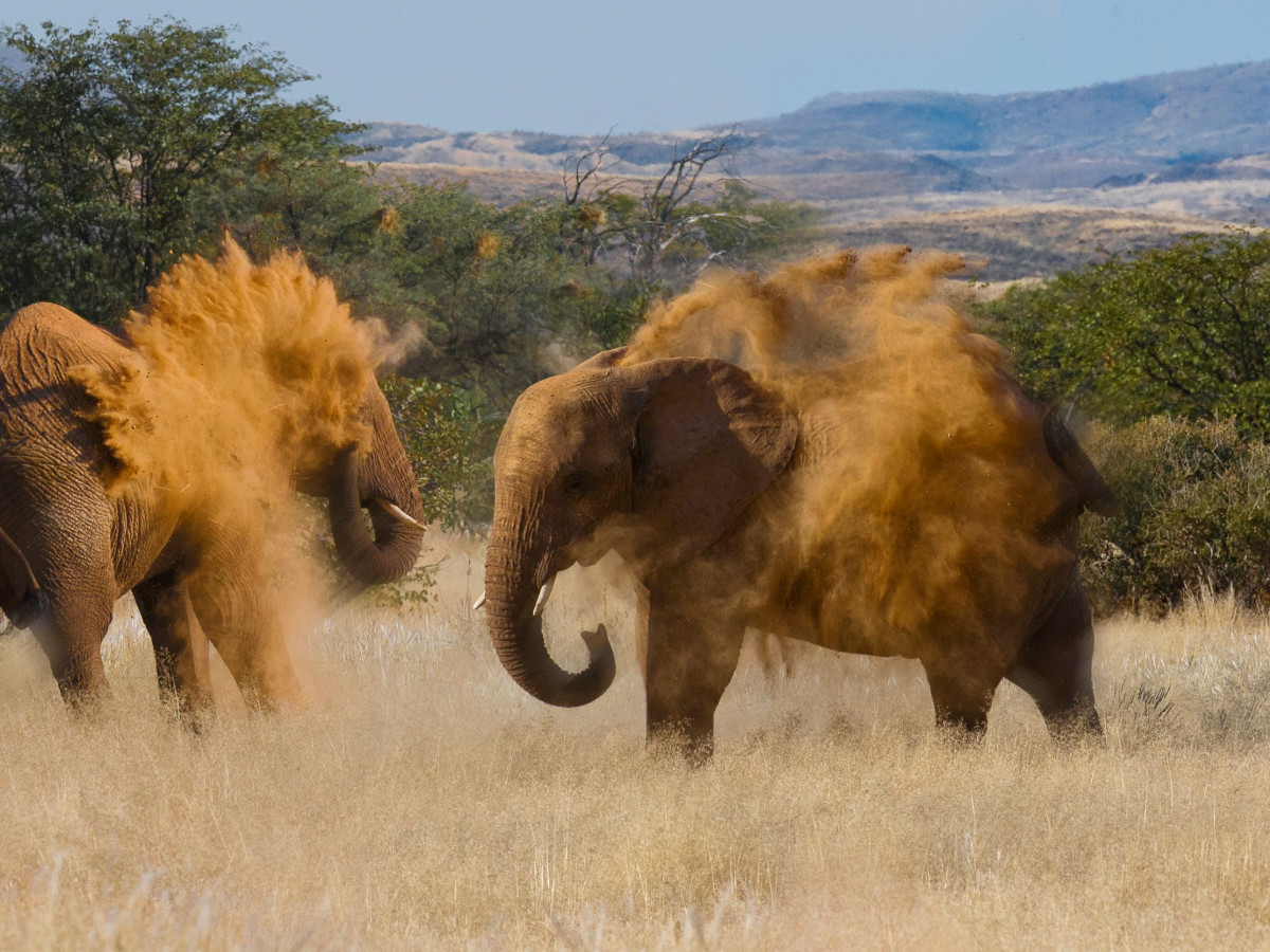 Olifanten in Damaraland, Namibië - Undiscovered.nl