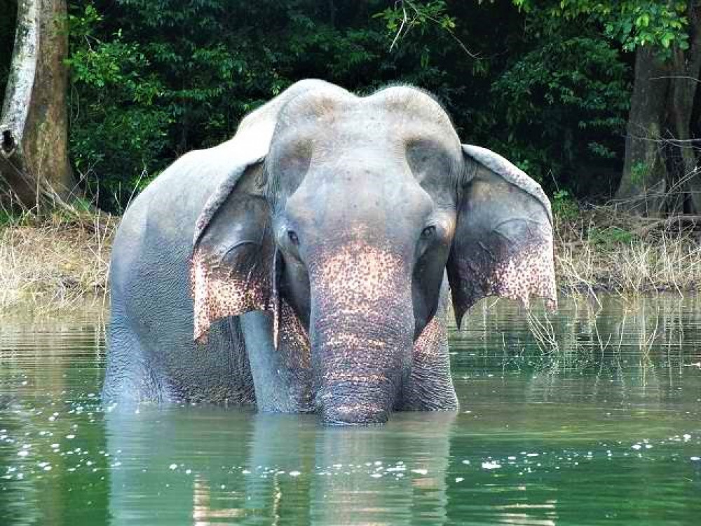 Gal Oya olifant in Sri Lanka - Undiscovered.nl