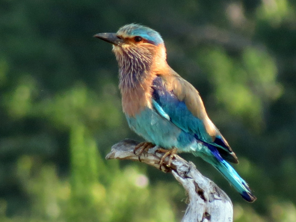 Ijsvogel in Sri Lanka - Undiscovered.nl