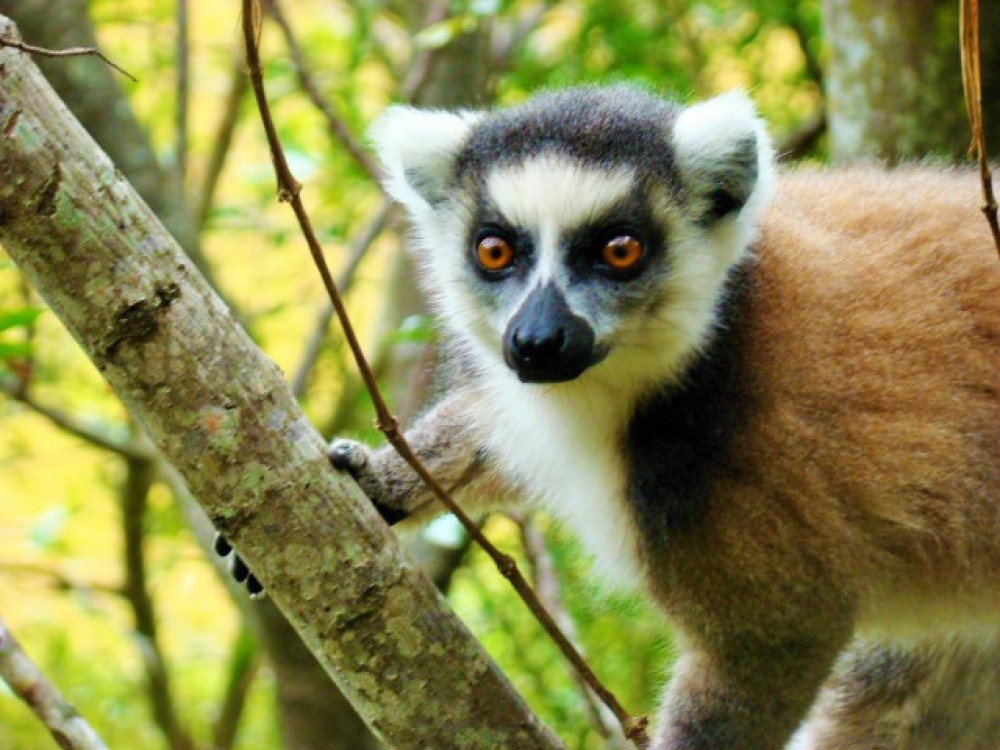 Lemur in Madagascar - Undiscovered.nl