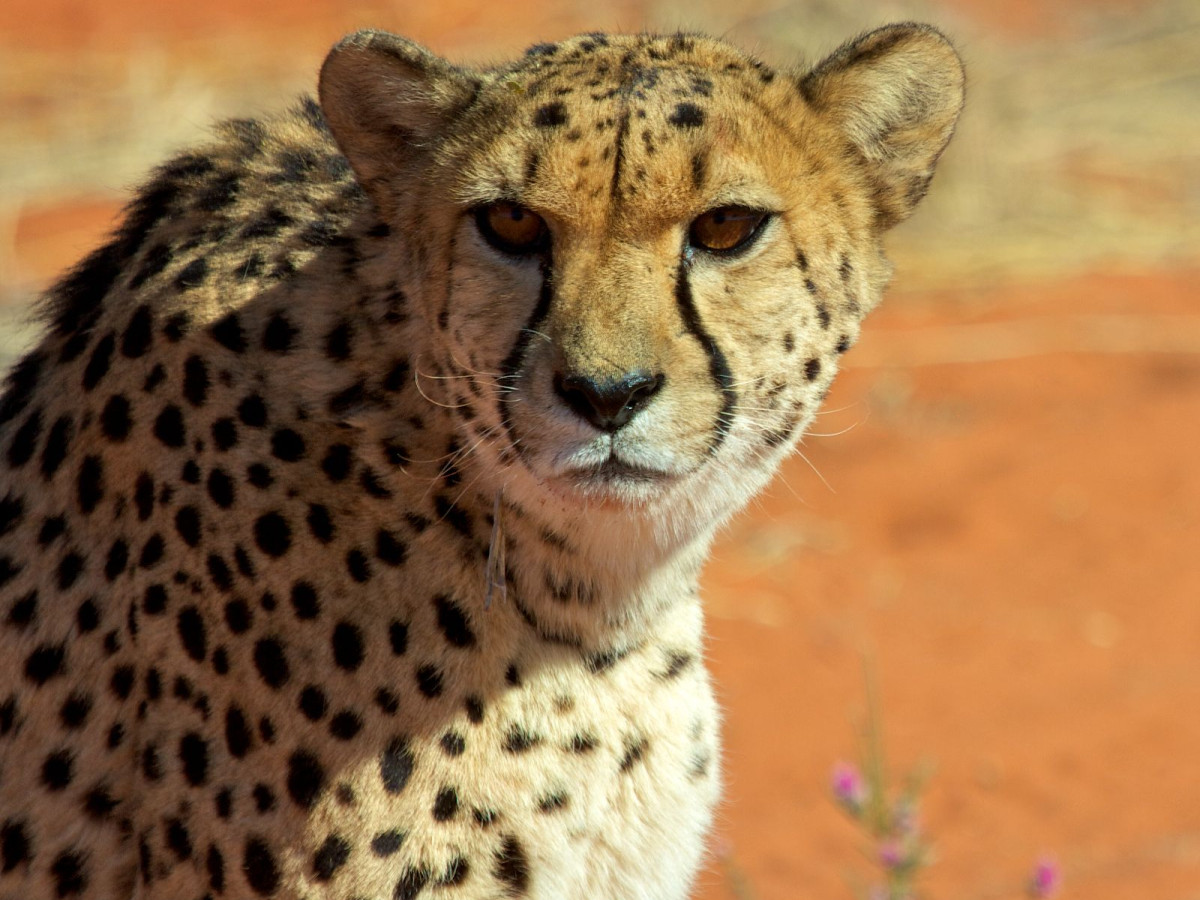 Cheetah in Namibië - Undiscovered.nl