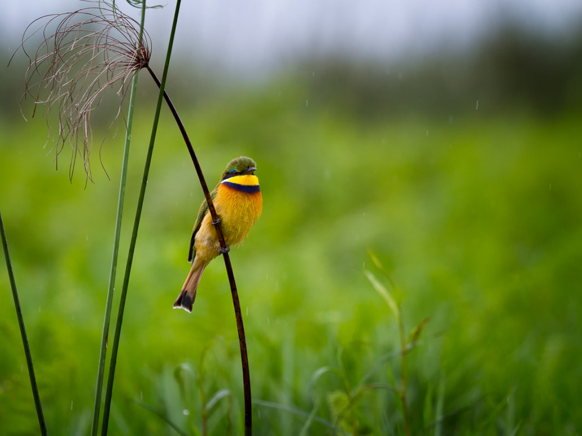 blauwborstbijeneter Mabamba Oeganda - Undiscovered.nl
