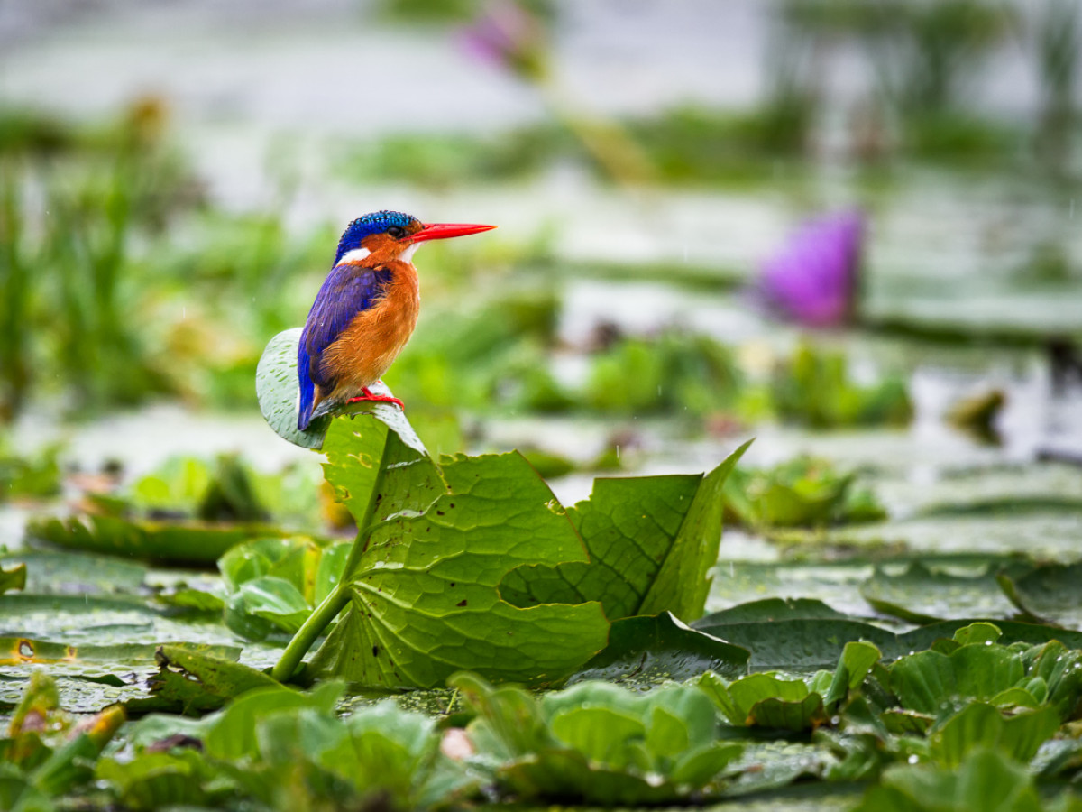 Mabambwa Wetlands Oeganda - Undiscovered.nl