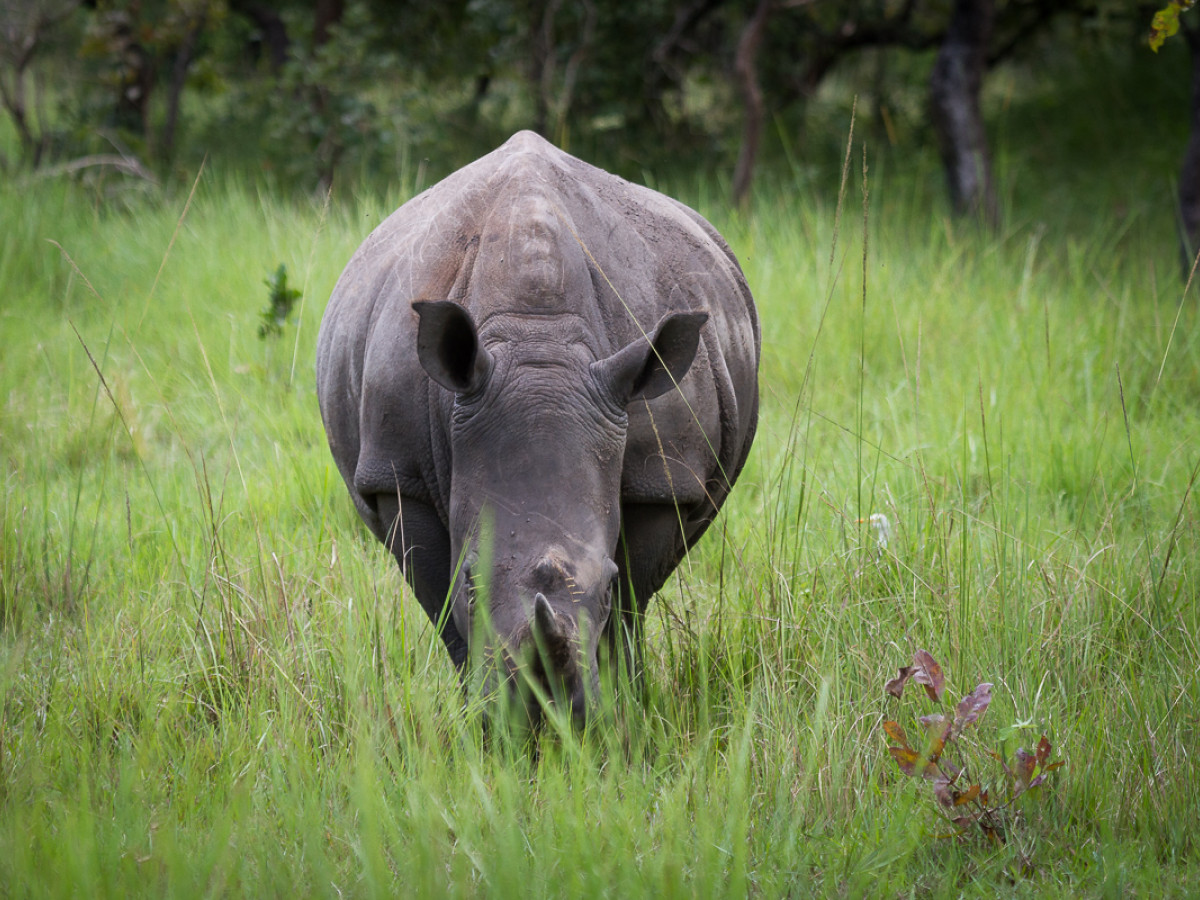 Ziwa Rhino Sanctuary Oeganda - Undiscovered.nl