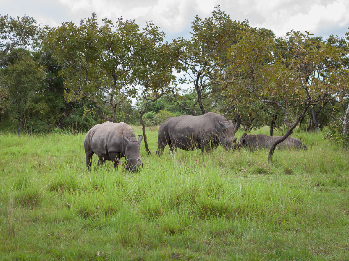 Ziwa Rhino Sanctuary Oeganda - Undiscovered.nl