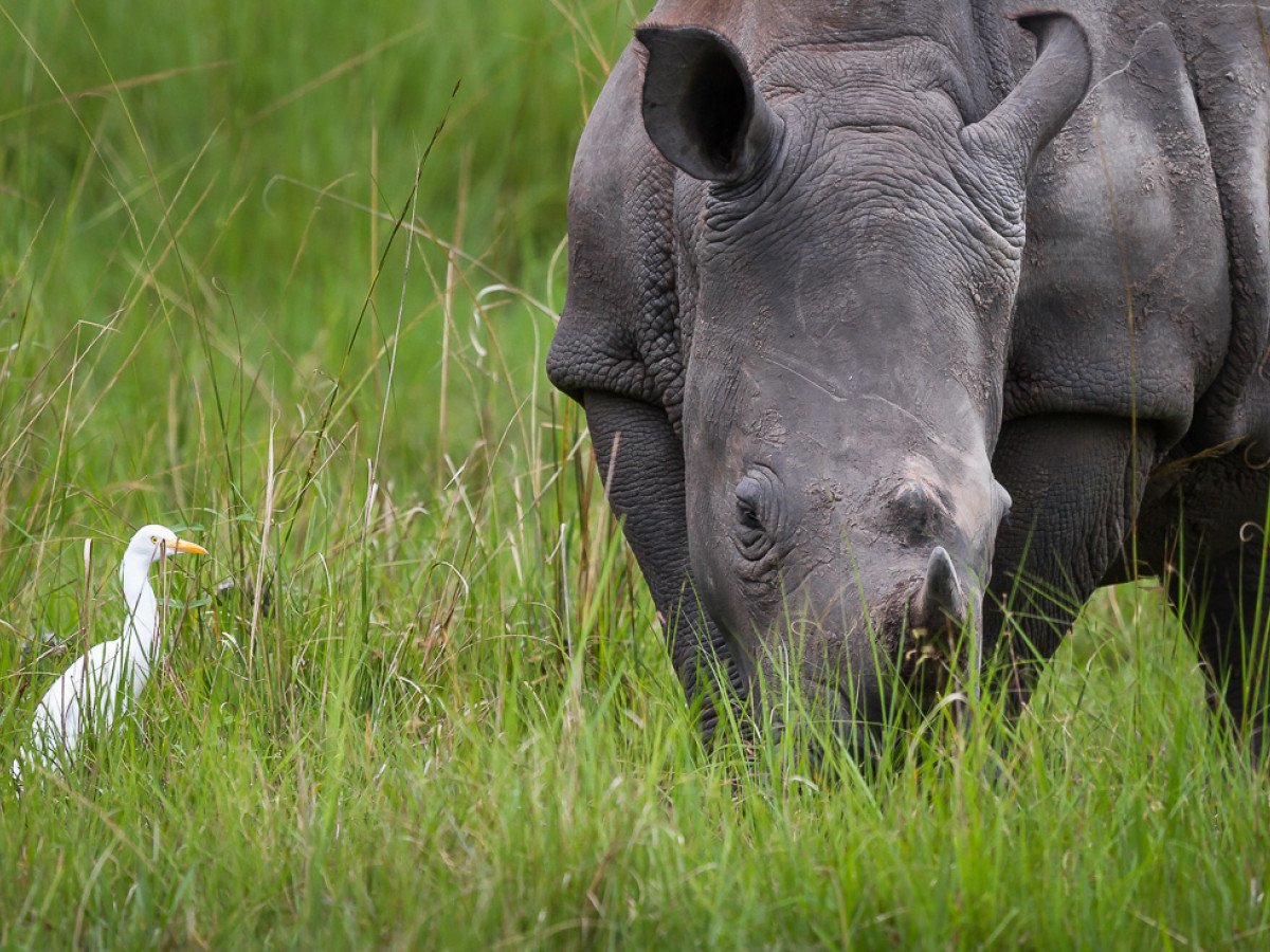 Ziwa Rhino Sanctuary Oeganda - Undiscovered.nl