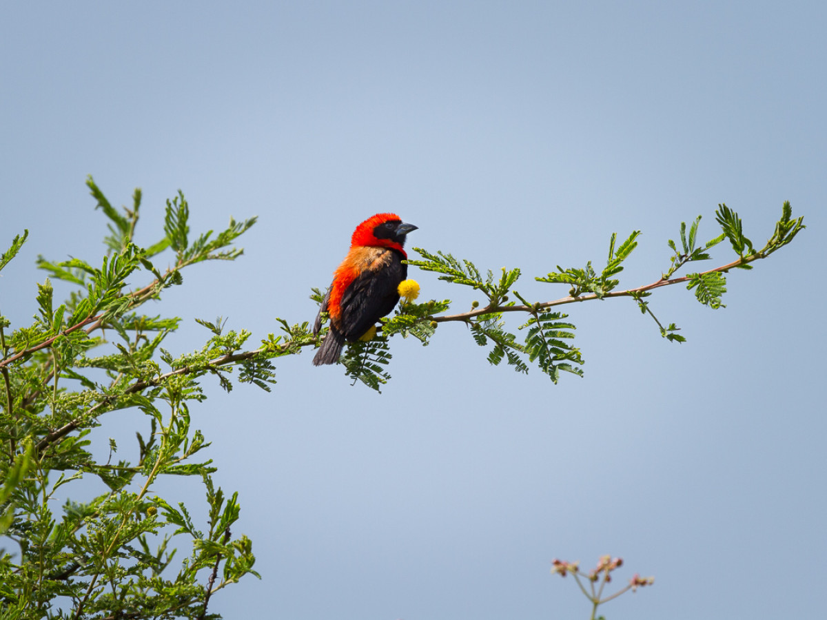 Ziwa Rhino Sanctuary Oeganda - Undiscovered.nl