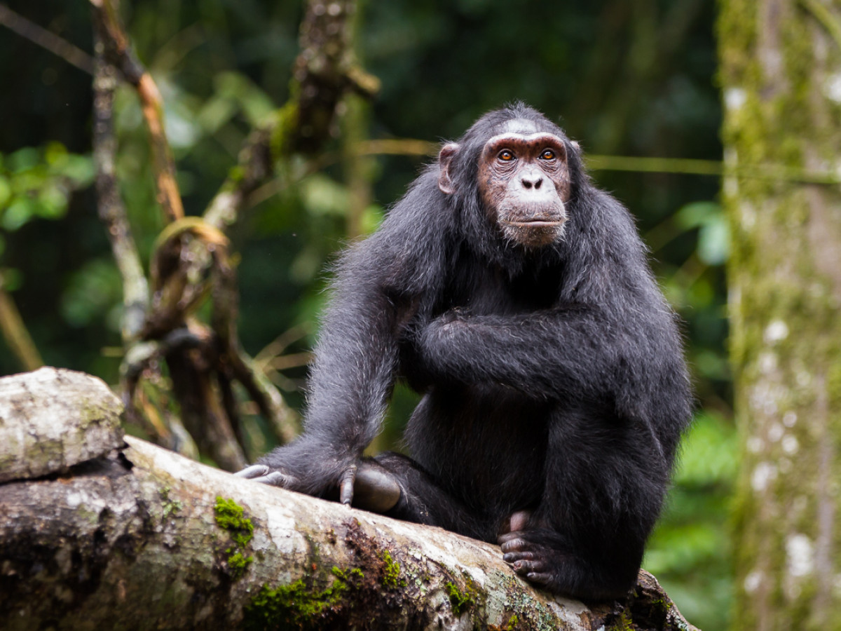Chimpansee Kibale NP Oeganda - Undiscovered.nl