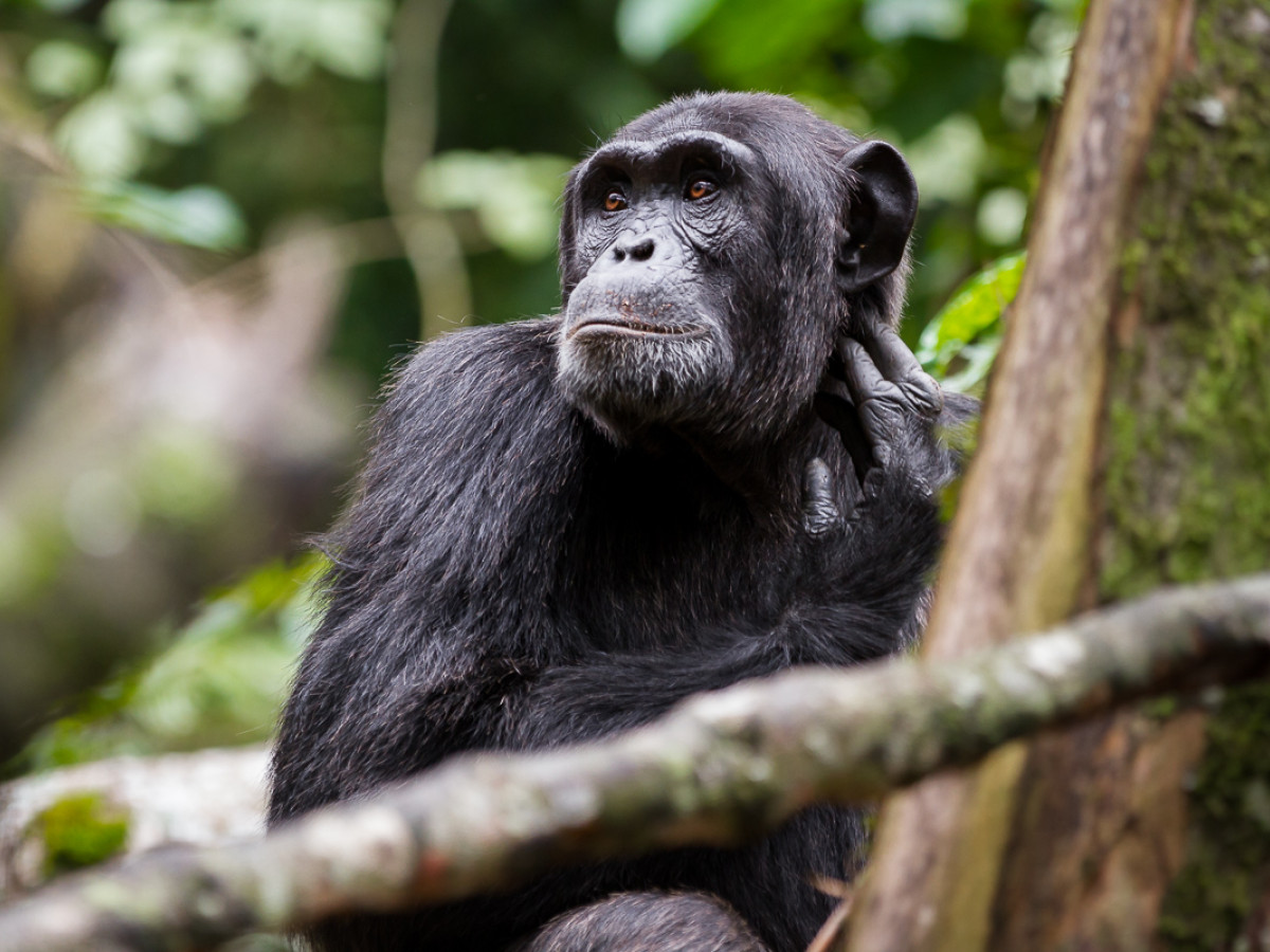 Chimpansee Kibale NP Oeganda - Undiscovered.nl
