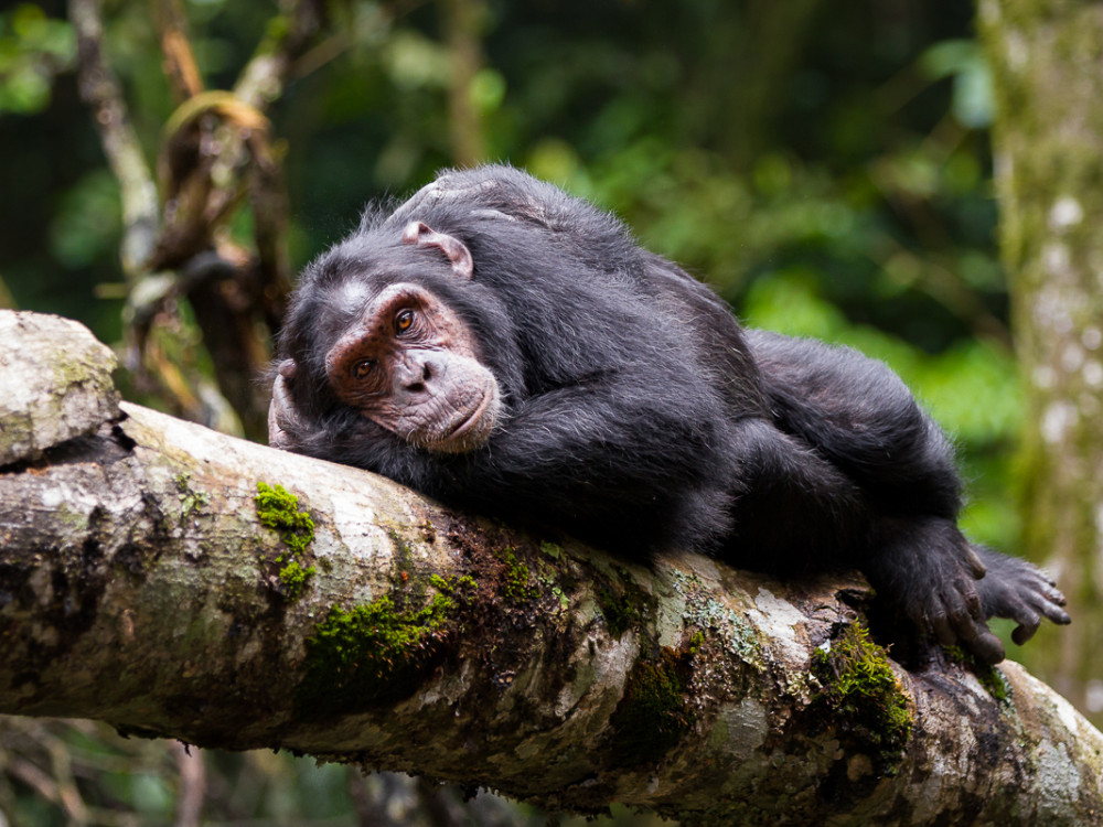 Chimpansee Kibale NP Oeganda - Undiscovered.nl