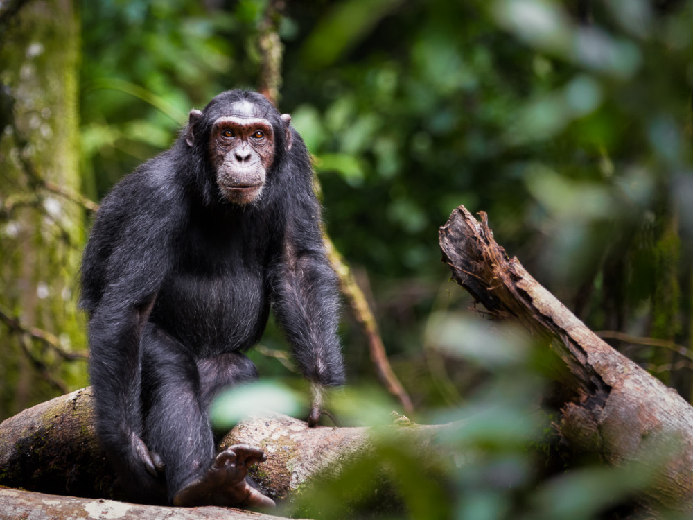 Chimpansee Kibale NP Oeganda - Undiscovered.nl