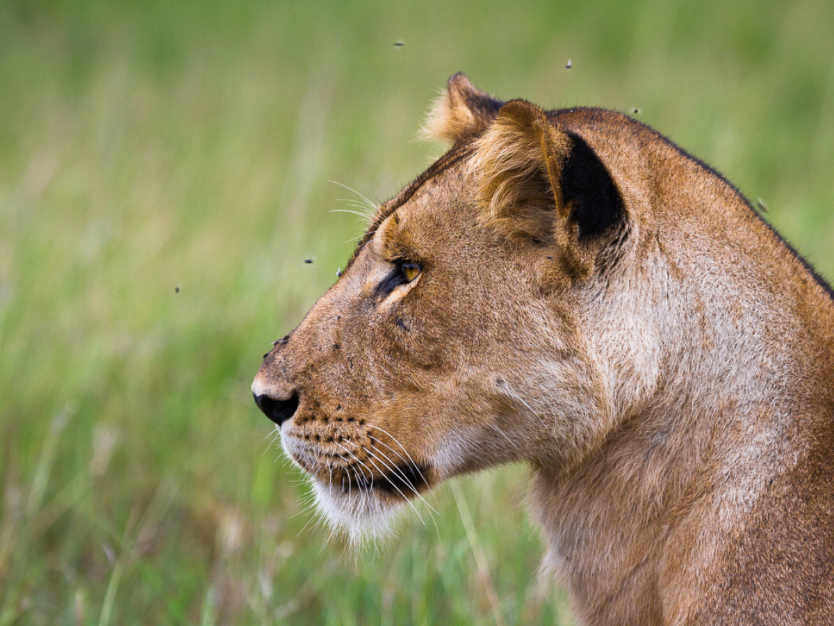 Leeuw Queen Elizabeth National Park Oeganda - Undiscovered.nl