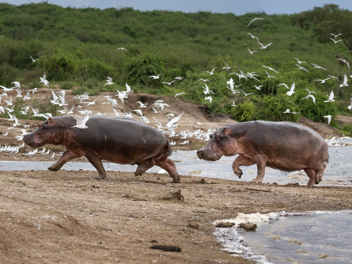 Hippo's Kazinga Queen Elizabeth National Park Oeganda - Undiscovered.nl