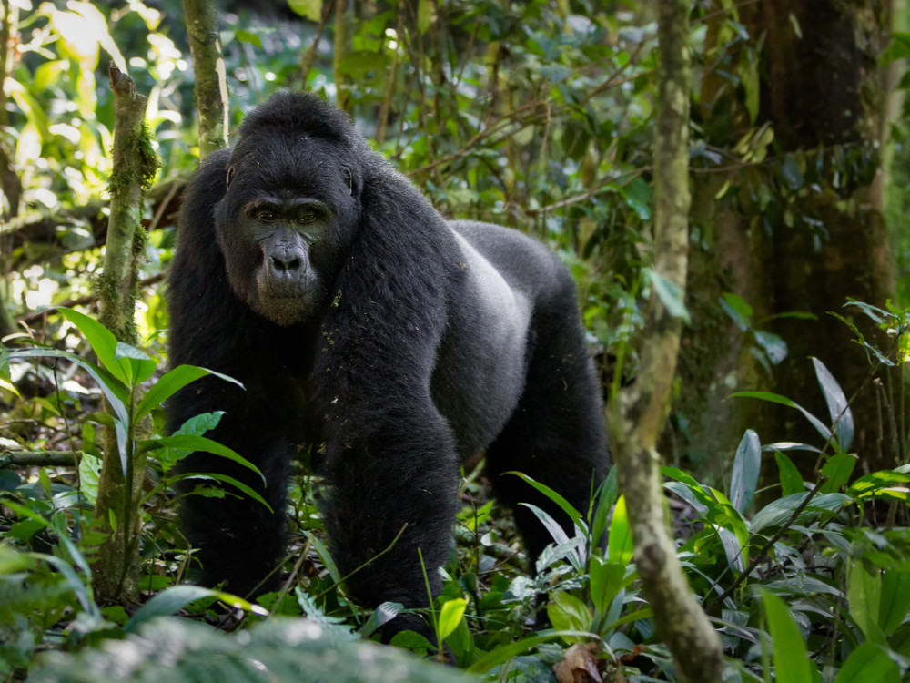 Gorilla Bwindi Oeganda - Undiscovered.nl