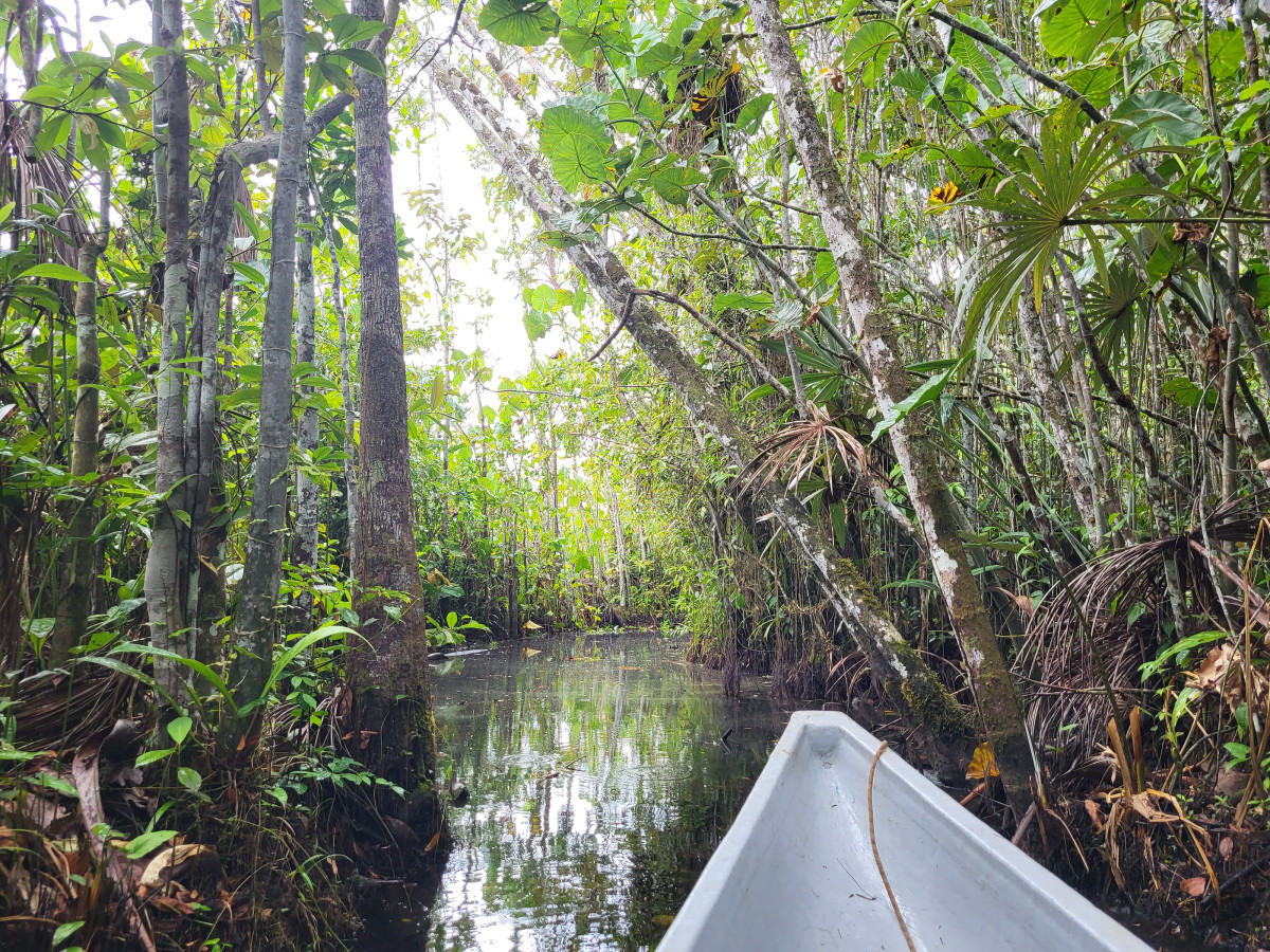 Kajakken in de Amazone, Ecuador - Undiscovered.nl