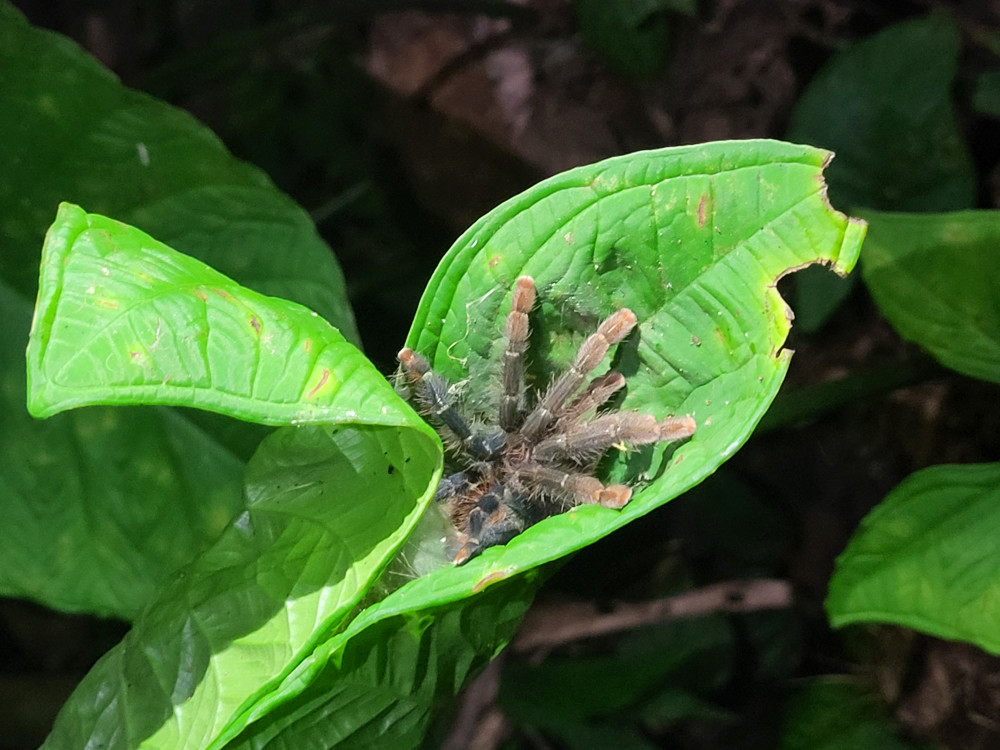 Vogelspin in Amazone, Ecuador - Undiscovered.nl