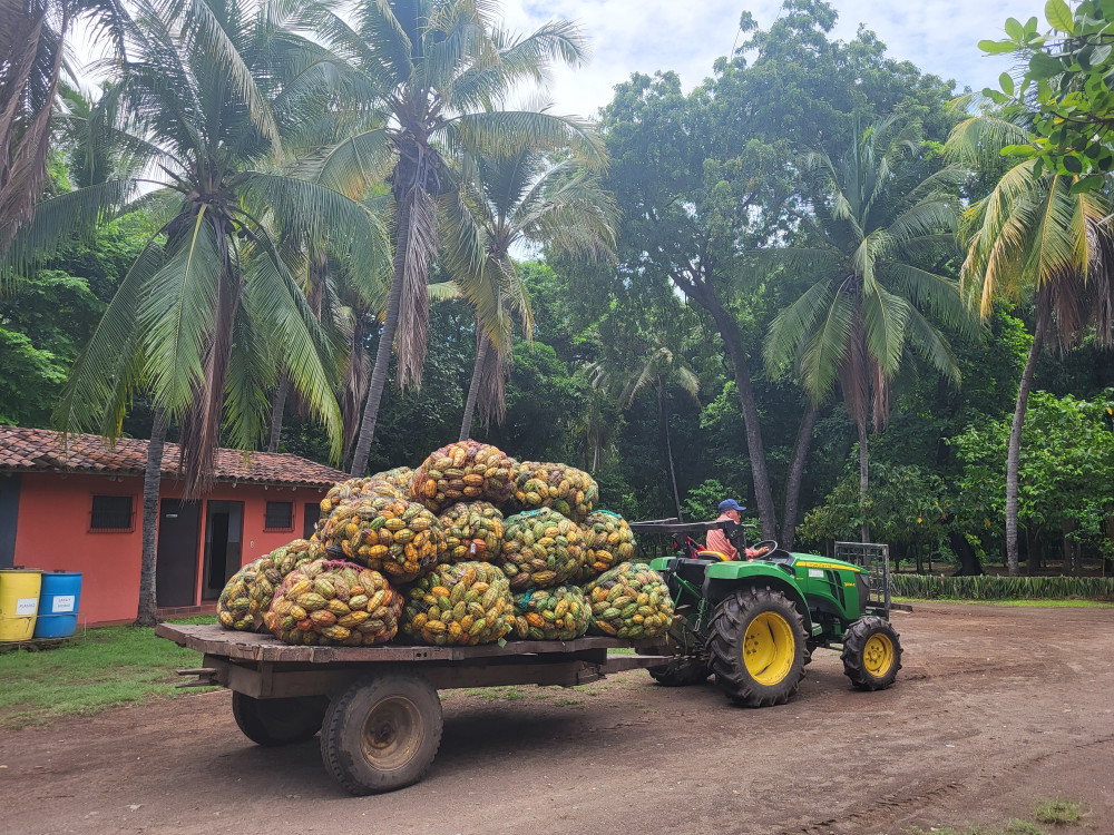 Traktor met cacaobonen - Undiscovered.nl