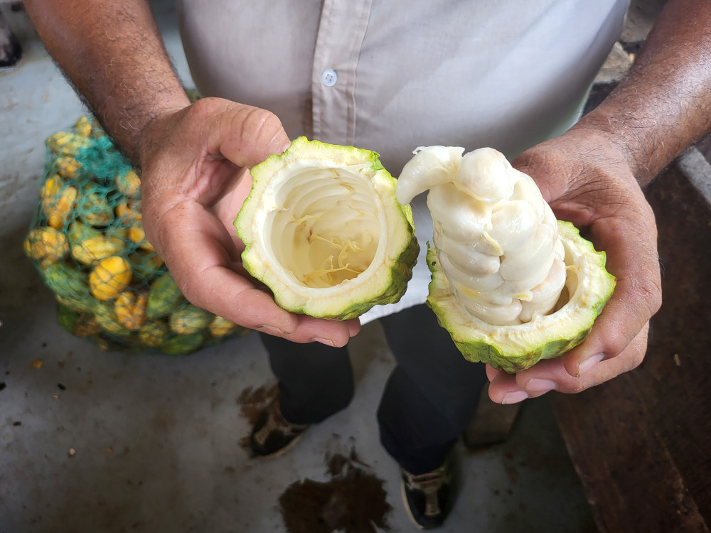 Binnenkant van cacaobonen - Undiscovered.nl
