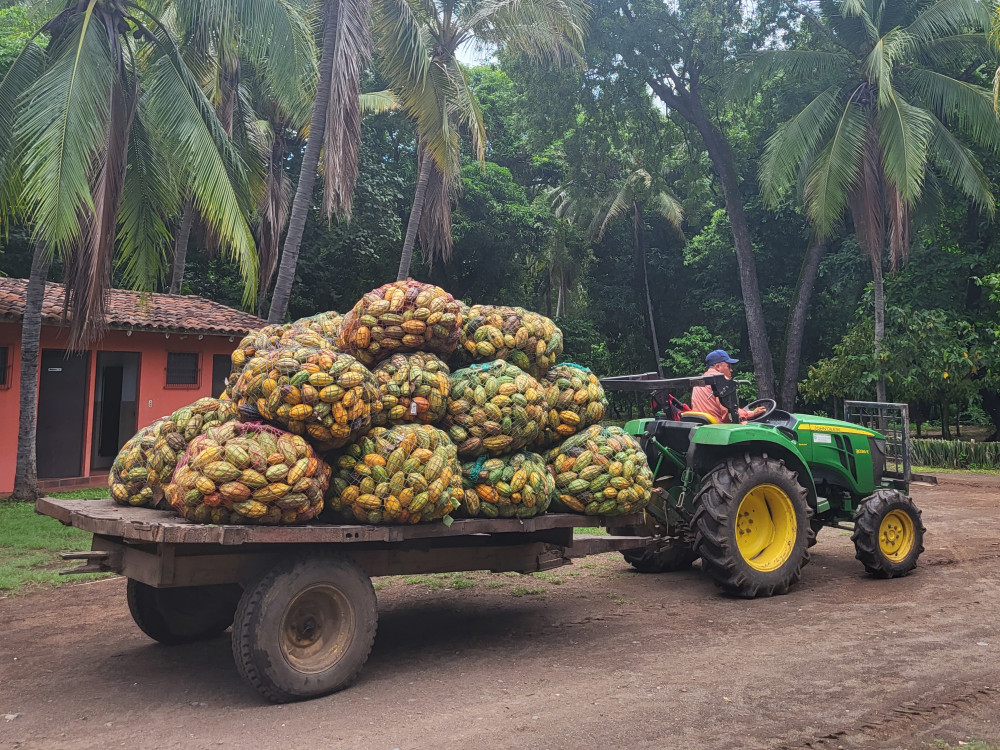 Traktor met cacaobonen in Jiquilisco Bay, El Salvador - Undiscovered.nl