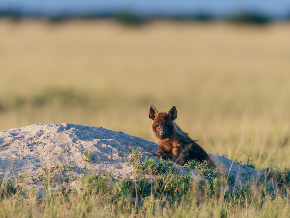 Brown Hyena in Botswana - Undiscovered.nl