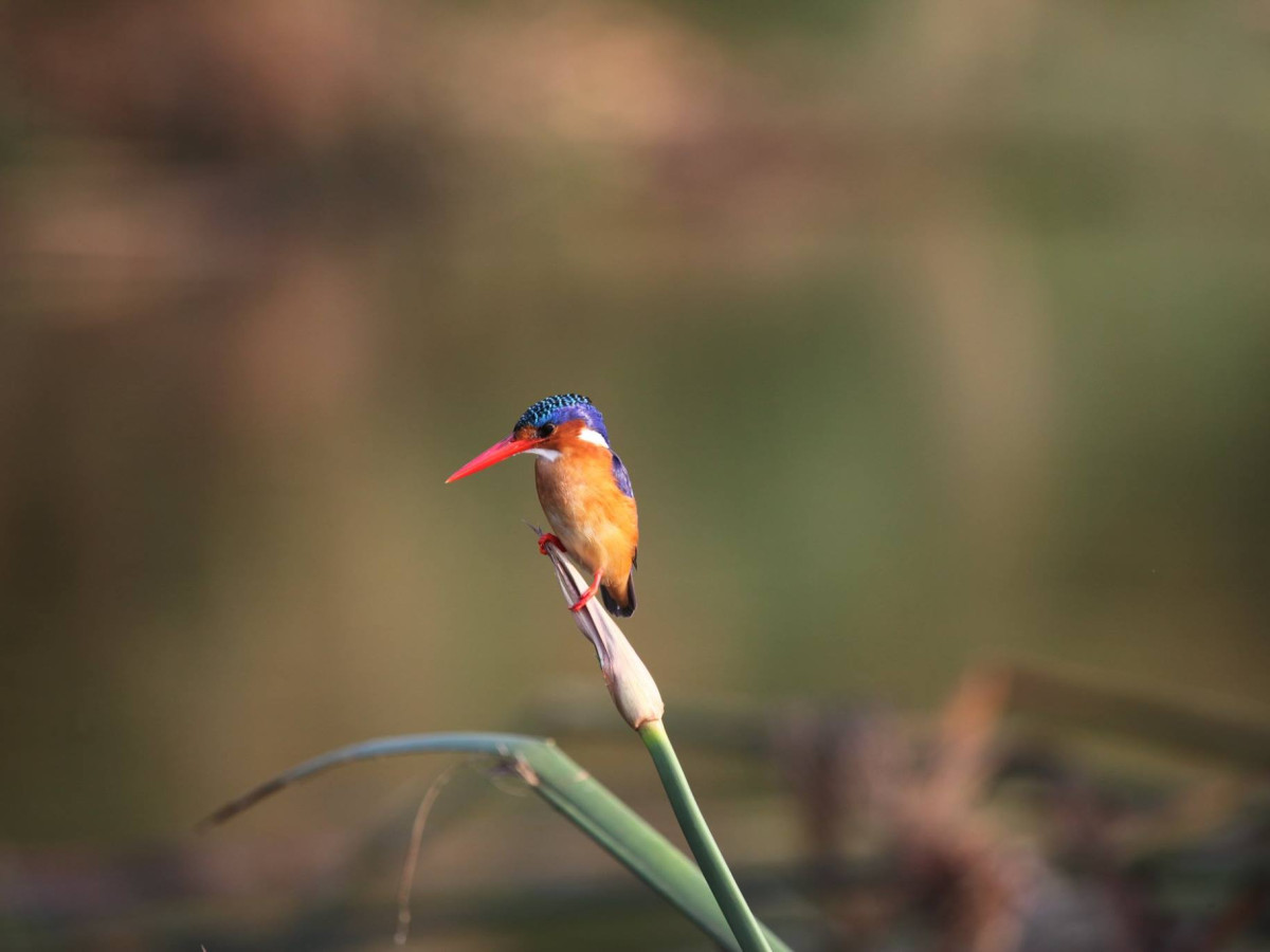 Vogel in het wild - Undiscovered.nl