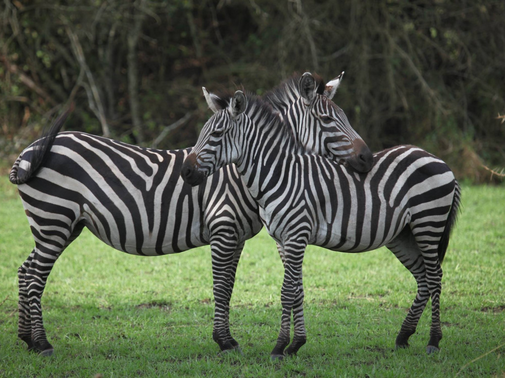 Zebra's in het wild - Undiscovered.nl