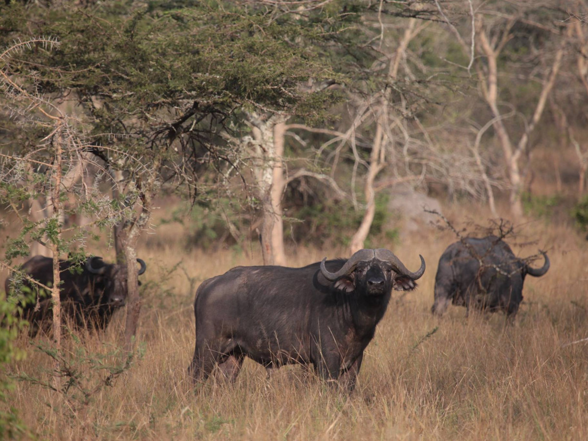 Buffels in het wild - Undiscovered.nl