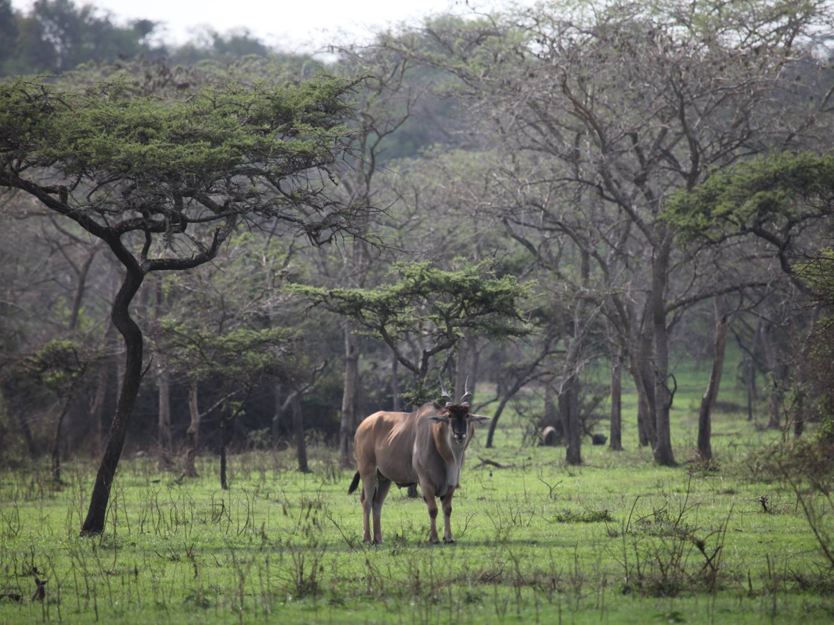 Lake Mburo National Park, Oeganda - Undiscovered.nl