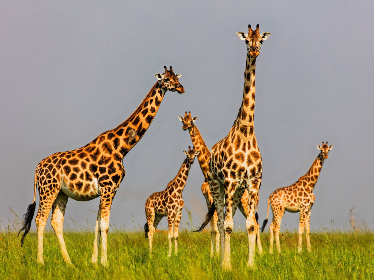 Giraffes in Murchison Falls National Park, Oeganda - Undiscovered.nl