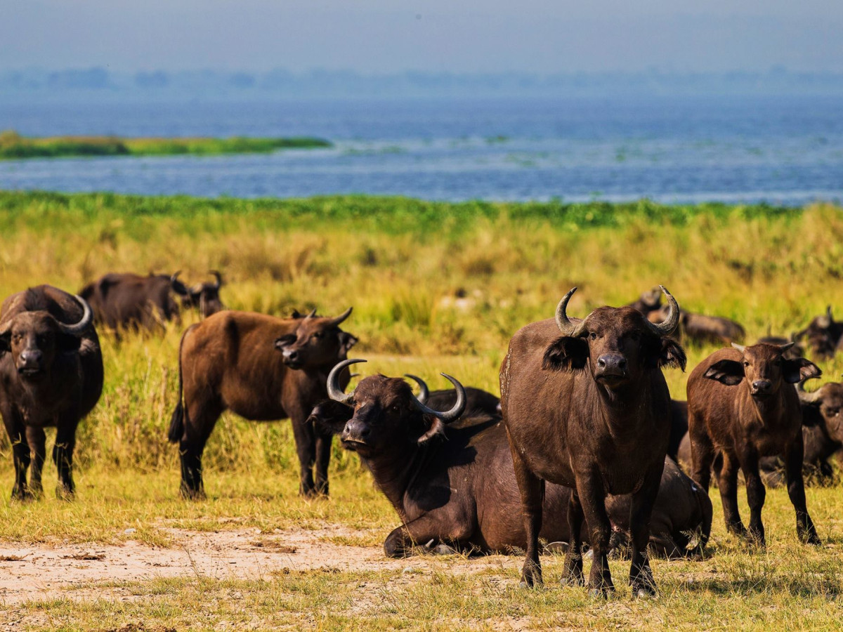 Murchison Falls National Park, Oeganda - Undiscovered.nl