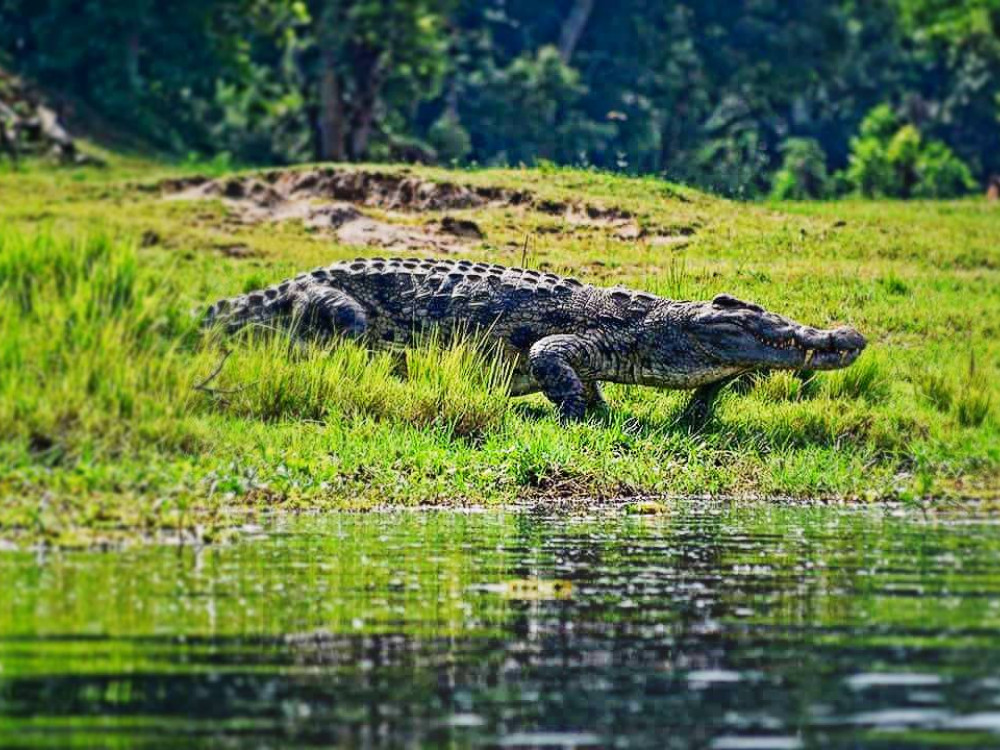 Krokodil in Murchison Falls National Park, Oeganda - Undiscovered.nl