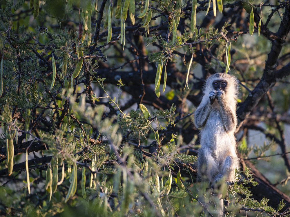 Aapje Meno a Kwena Botswana - Undiscovered.nl