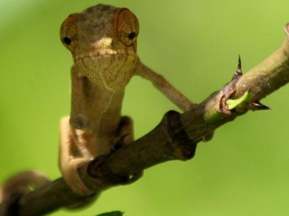 Kameleon in Madagascar - Undiscovered.nl