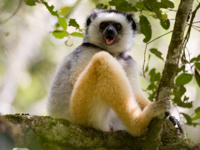 Lemur in een boom, Madagascar - Undiscovered.nl